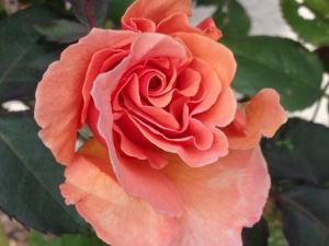 Reiki Develops like a Rose