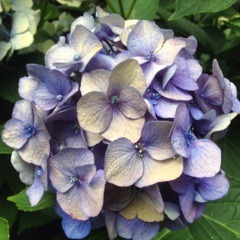 Reiki Precepts Hydrangeas