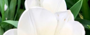 Mother Reiki