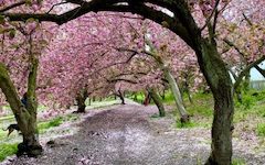 Nature and Reiki