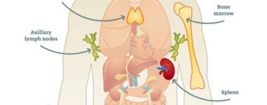 Reiki and your immune system