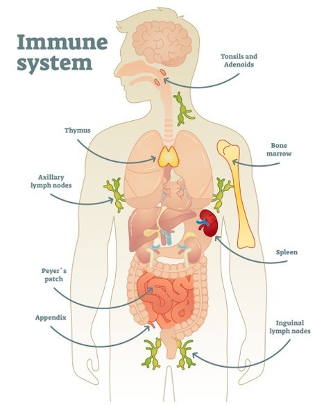 Reiki and your immune system